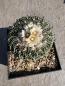 Preview: Stenocactus multicostatus